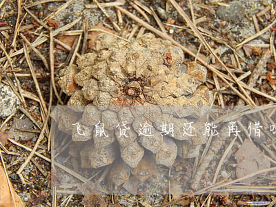飞鼠贷逾期还能再借吗(飞鼠贷借款条件)