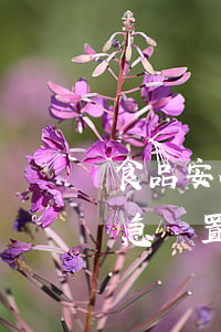 食品安全事故(食品安全事故應(yīng)急處置預(yù)案)