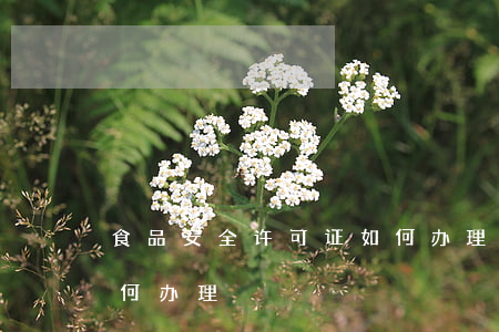 食品安全许可证如何办理(食品安全许可证如何办理?)