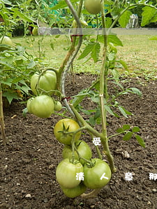 飽受爭議的公司代表權(quán)，一文說清“人”“章”那些事