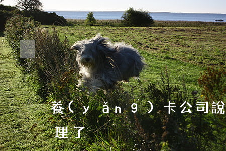 養(yǎng)卡公司說我有分期不給我處理了