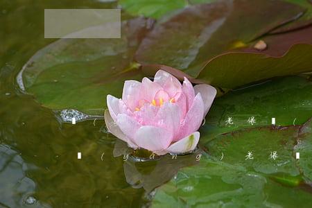 養(yǎng)老保險(xiǎn)有幾種(養(yǎng)老保險(xiǎn)有幾種交法)