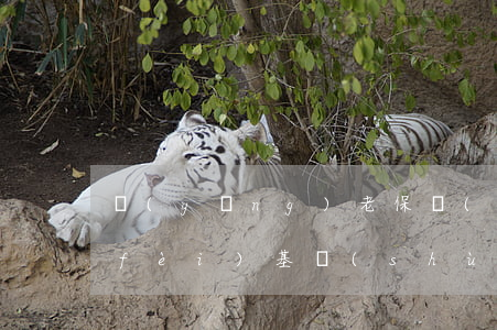 養(yǎng)老保險(xiǎn)繳費(fèi)基數(shù)是什么意思