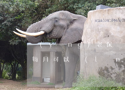 養(yǎng)老保險(xiǎn)退休后每月可以領(lǐng)多少