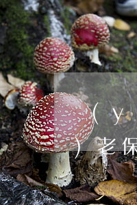 養(yǎng)老保險交多少(養(yǎng)老保險交多少年就不用交了)
