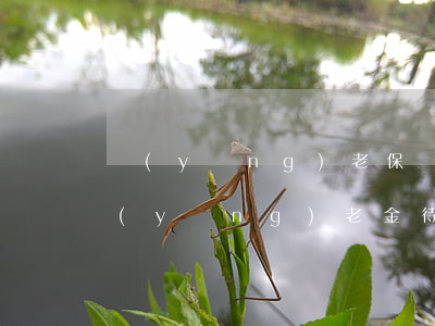 “養(yǎng)老保險”傳來4大喜訊！除了養(yǎng)老金待遇上調(diào)還有啥？