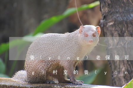 養(yǎng)老保險可以退嗎(農(nóng)村交的養(yǎng)老保險可以退嗎)