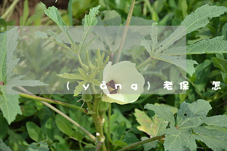 養(yǎng)老保險怎么交