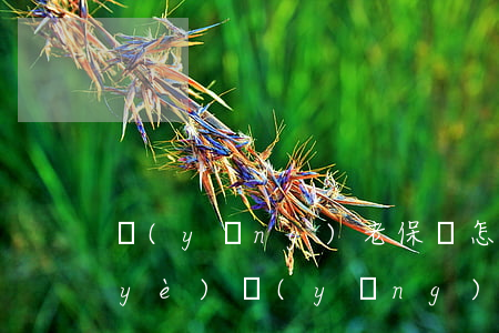 養(yǎng)老保險怎么繼承(靈活就業(yè)養(yǎng)老保險怎么繼承)