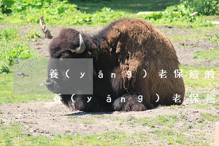 養(yǎng)老保險的種類(商業(yè)養(yǎng)老保險的種類)