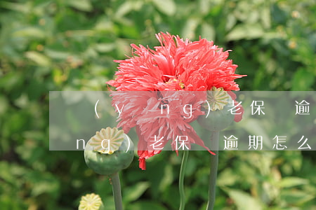 養(yǎng)老保險逾期怎么交(養(yǎng)老保險逾期怎么交不了)