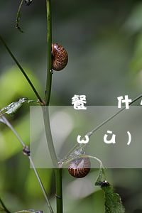 餐飲什么法律法規(guī)(餐飲服務(wù)食品安全的法律法規(guī)有哪些)