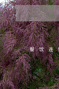 餐饮连锁经营(餐饮连锁经营的模式有哪些)