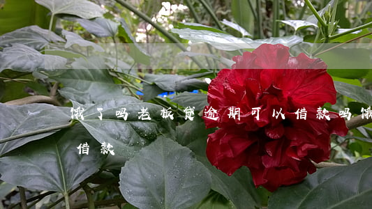 饿了吗老板贷逾期可以借款吗(饿了吗有没有借款)