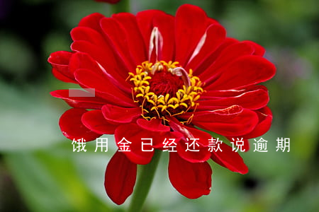饿用金已经还款说逾期