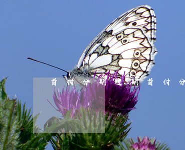 首付分期逾期(首付分期逾期了怎么辦)