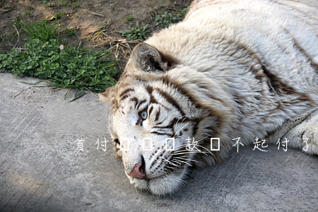 首付夠還貸款還不起(付了首付還不上貸款)