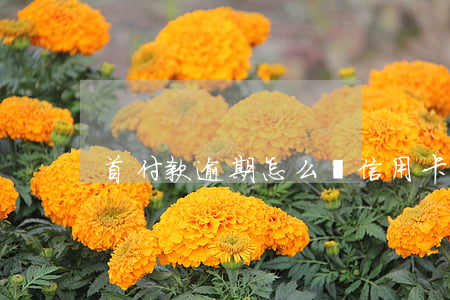 首付款逾期怎么辦（信用卡逾期要首付款嗎）