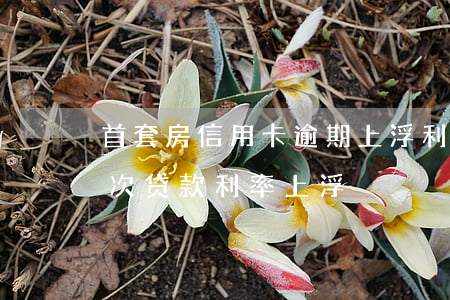 首套房信用卡逾期上浮利率多少(房贷逾期1次贷款利率上浮)