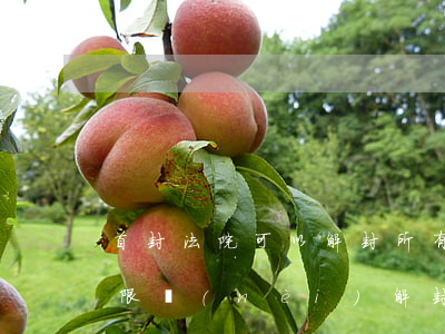 首封法院可以解封所有查封嗎(法院在查封期限內(nèi)解封后還可以再次查封嗎)