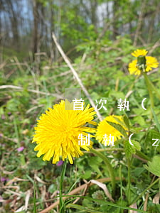 首次執(zhí)行就是強(qiáng)制執(zhí)行嗎(首次執(zhí)行就是強(qiáng)制執(zhí)行嗎)