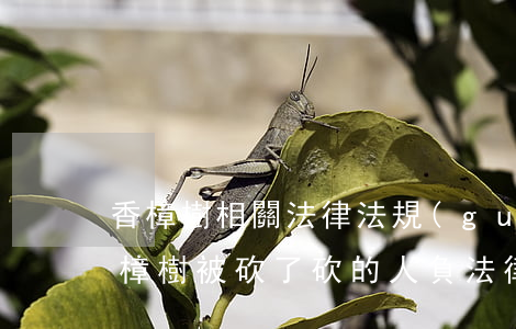 香樟樹相關法律法規(guī)(我家的香樟樹被砍了,砍的人負法律責任嗎)
