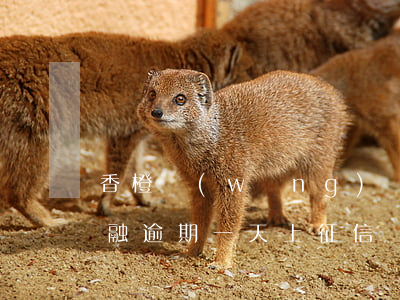 香橙網(wǎng)貸逾期了怎么辦(甜橙金融逾期一天上征信)