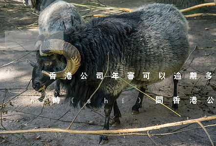 香港公司年審可以逾期多長(zhǎng)時(shí)間(香港公司年審過期怎么處罰)