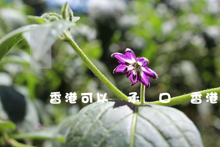 香港可以繼承戶口嗎(香港可以繼承戶口嗎)