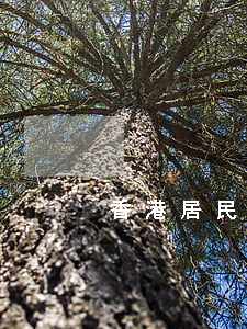 香港居民身份證(香港居民身份證號碼)