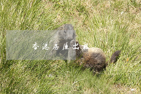 香港房屋出租