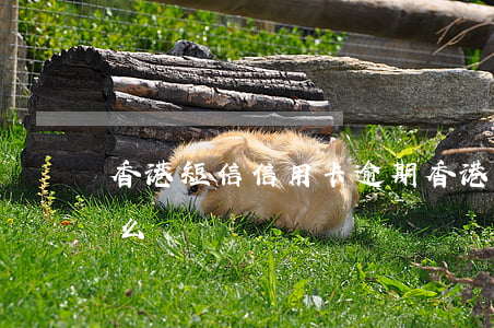 香港短信信用卡逾期(香港短信信用卡逾期怎么辦)