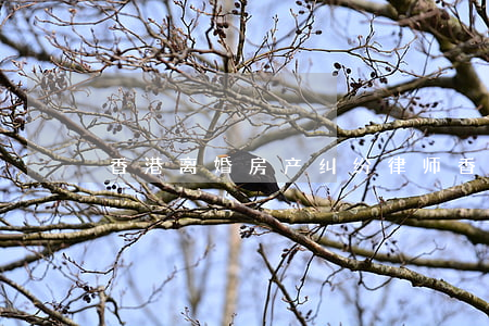 香港离婚房产纠纷律师(香港离婚律师咨询)