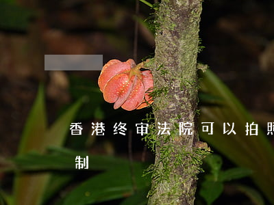 香港终审法院可以拍照吗(香港法院几审终审制)