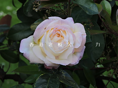 香港老板欠債無力償還(香港老板跑路能抓回來嗎)