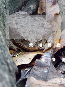 香港誓章怎么寫關(guān)于繼承(香港繼承法全文)
