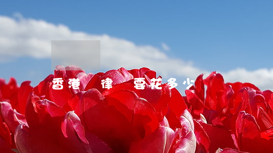 香港請律師要花多少錢