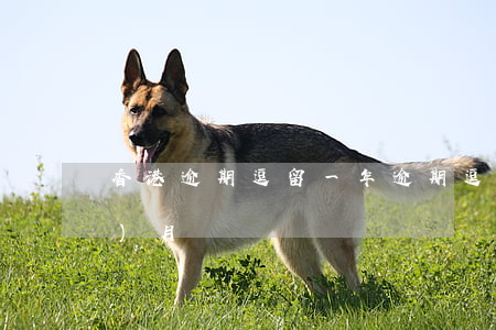 香港逾期逗留一年 逾期逗留香港2個(gè)月