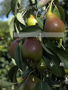馬上分期逾期了-馬上分期逾期了能買(mǎi)房嗎