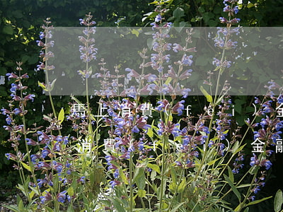 馬上消費(fèi)金融逾期法院傳票(馬上消費(fèi)金融說給我法院傳票)