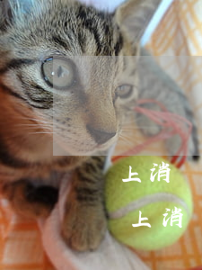 馬上消費(fèi)金融逾期銀行卡還款-馬上消費(fèi)金融莫名其妙還款