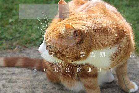 馬上消費貸款逾期幾個月(馬上消費金融欠款5000逾期3年)