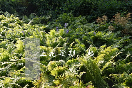 馬上花逾期會起訴嗎