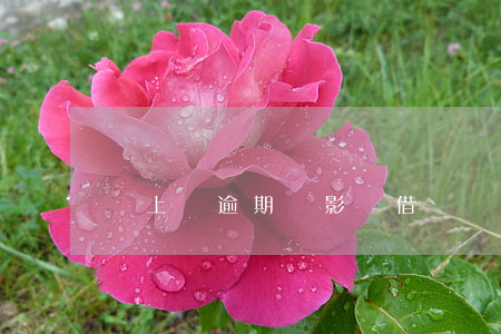 馬上貸逾期會影響借唄嗎