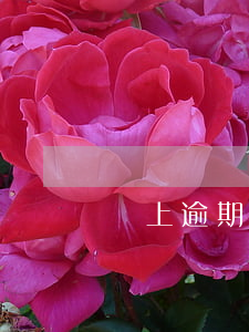 馬上逾期怎么還款嗎(逾期立馬還了)