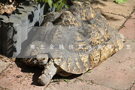 馬上金融信用卡逾期了怎么辦（馬上金融信用卡逾期）