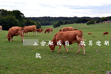 馬上金融提前還款算逾期(馬上金融逾期如何還款)