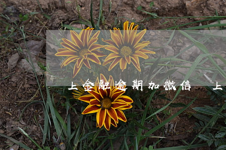 馬上金融逾期加微信(馬上金融會加微信嗎)