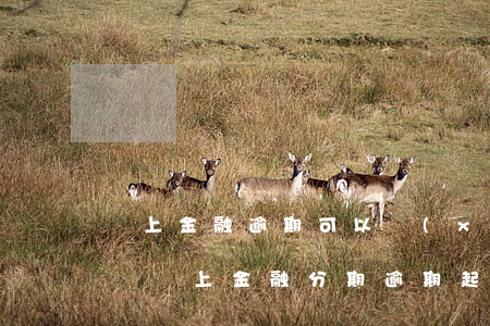 馬上金融逾期可以協(xié)商重新分期嗎（馬上金融分期逾期起訴）