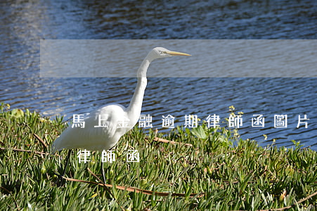 馬上金融逾期律師函圖片(馬上金融收到快遞律師函)
